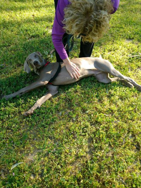 Grizzly gets tummy rub
